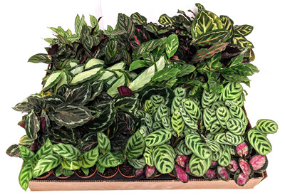 Assortment Calathea